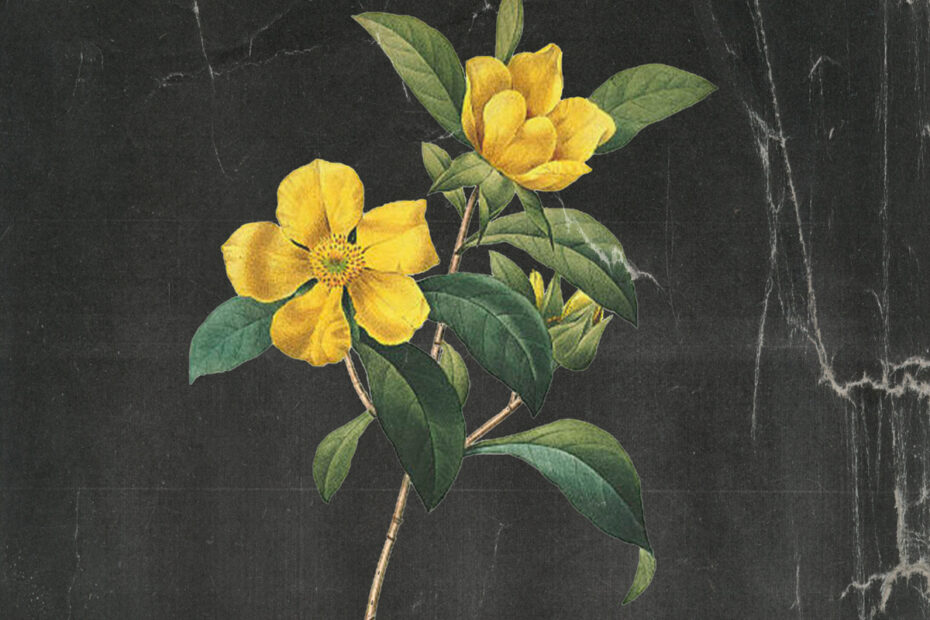 PATIENT SIXTY-SEVEN / “Hibbertia